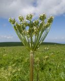 Agasyllis latifolia