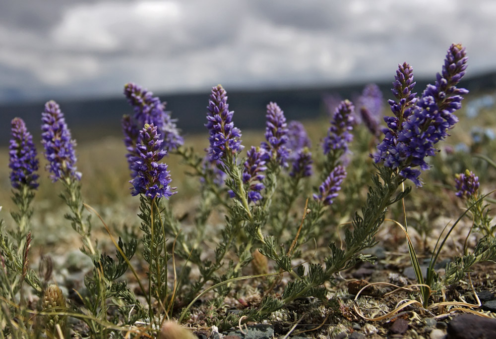 Image of Veronica pinnata ssp. nana specimen.