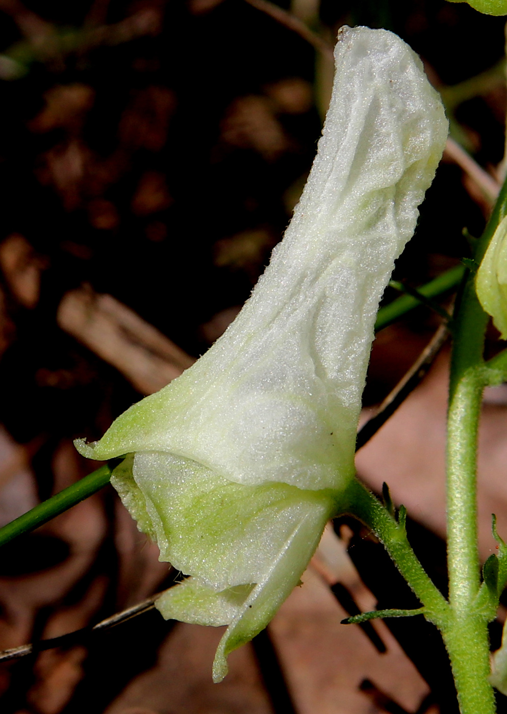 Image of Aconitum lasiostomum specimen.