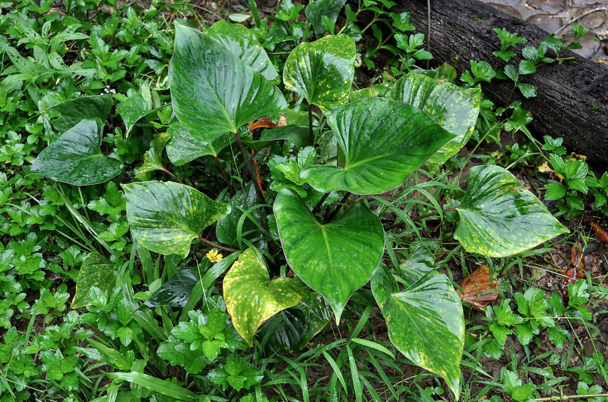 Image of Homalomena pontederifolia specimen.