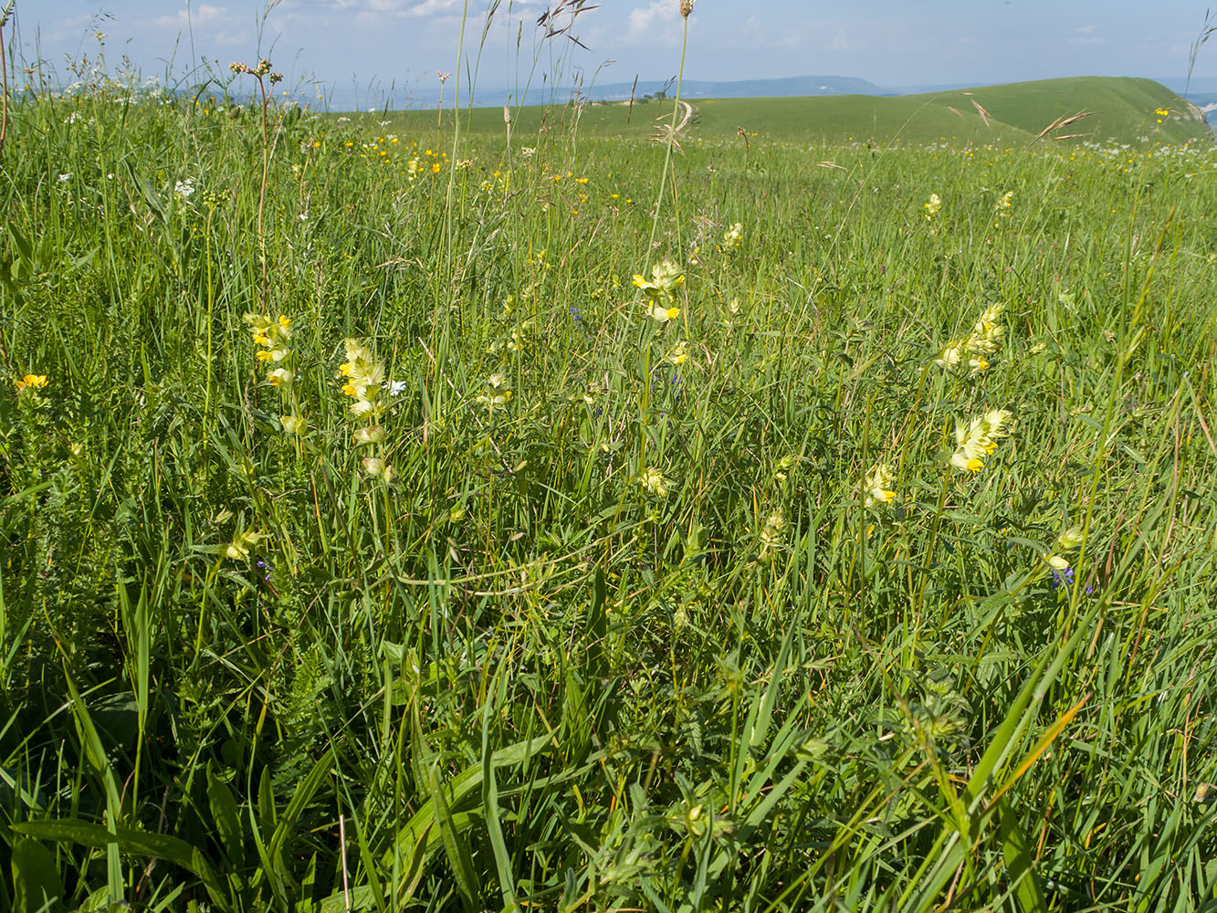 Image of Rhinanthus vernalis specimen.