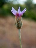 Xeranthemum cylindraceum