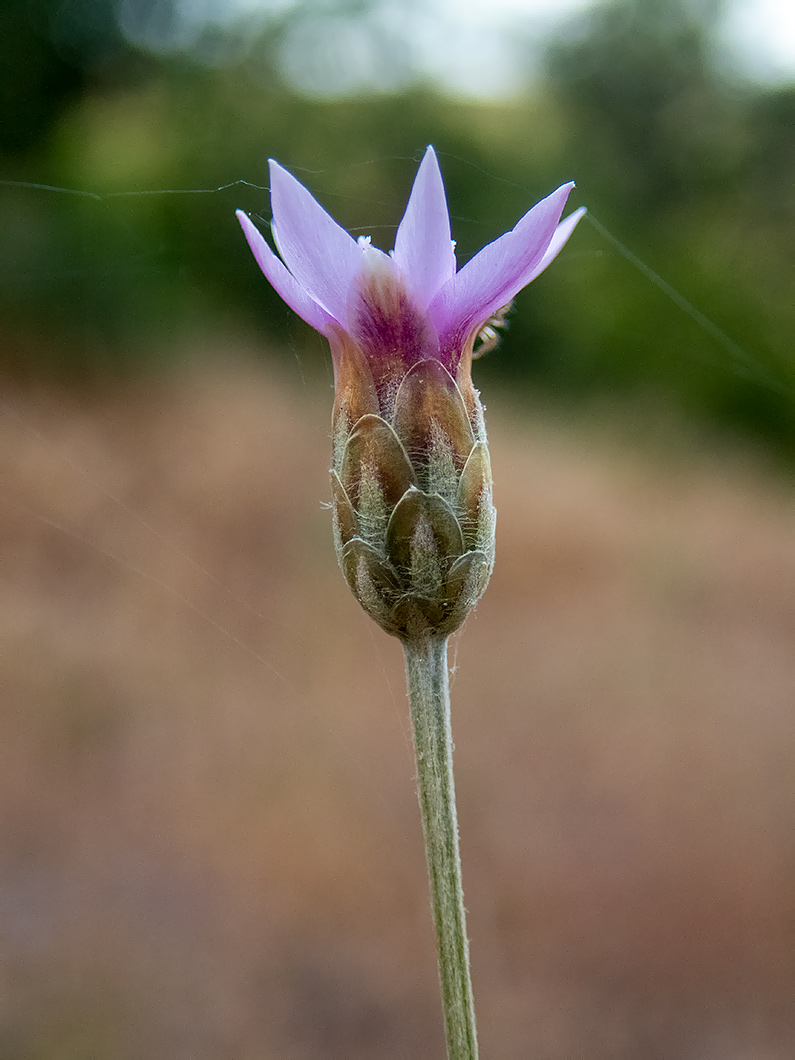 Изображение особи Xeranthemum cylindraceum.