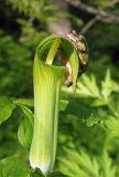 Arisaema peninsulae. Соцветие с сидящей квакшей дальневосточной. Южное Приморье, Чёрные горы, заповедник \"Кедровая падь\". 01.06.2006.