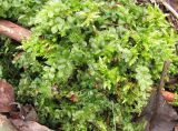 семейство Mniaceae