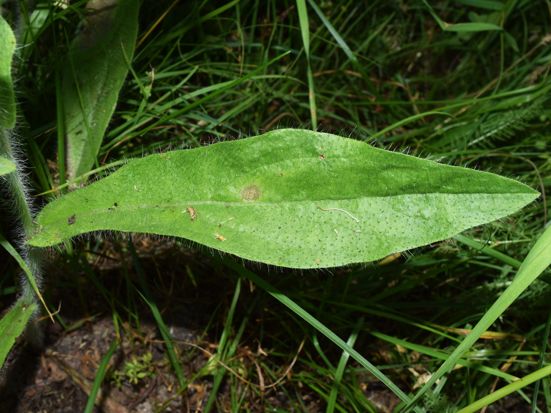 Image of Erigeron khorassanicus specimen.