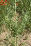 Papaver dubium. Средняя часть растения. Испания, Каталония, пров. Жирона, комарка Баш Эмпорда, муниципалитет Калонже, кромка залежи. 18.04.2025.