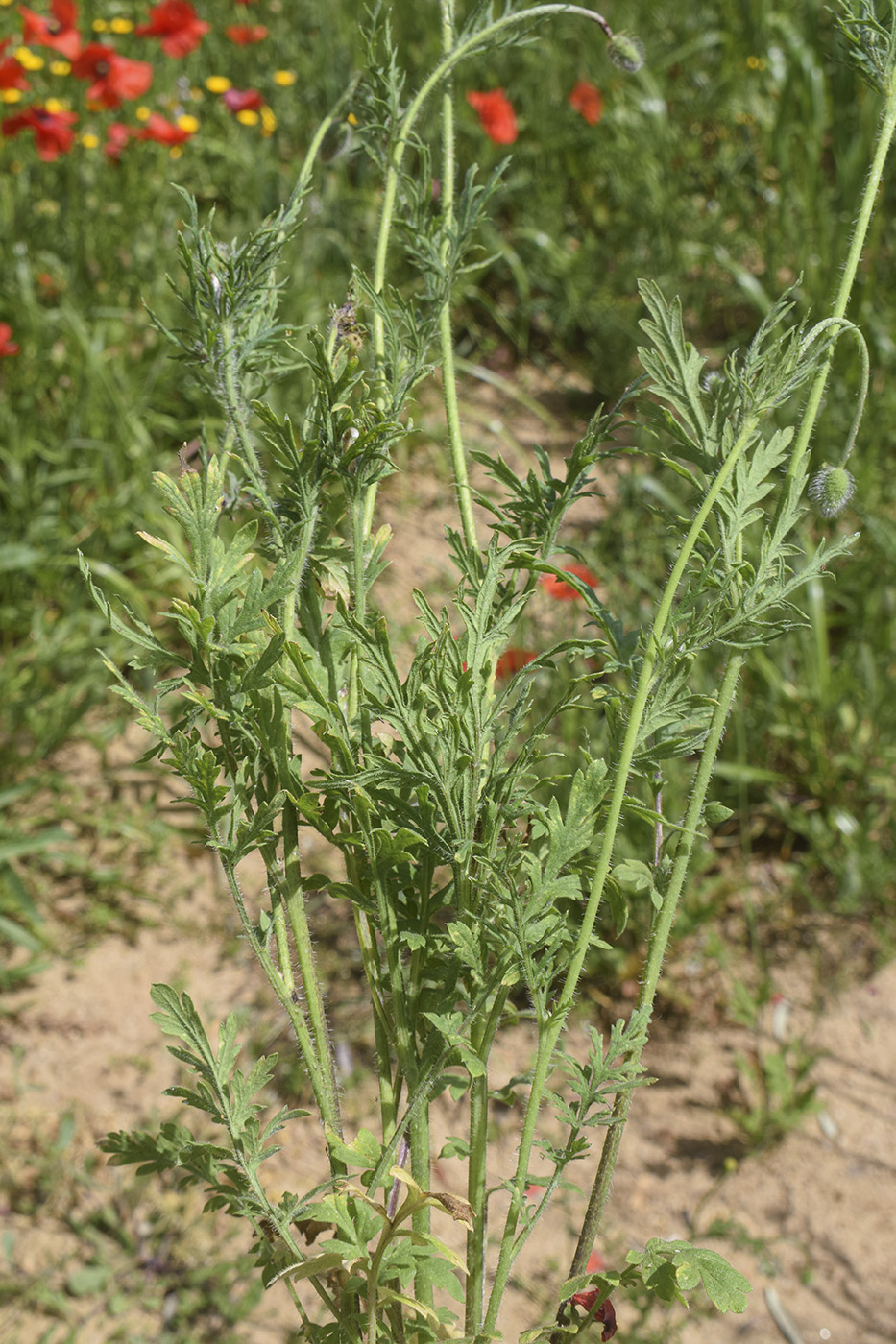 Изображение особи Papaver dubium.