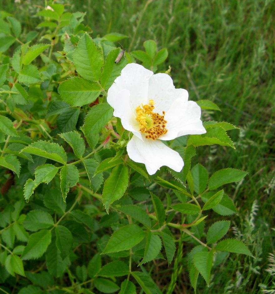Image of Rosa frutetorum specimen.