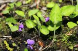 Viola phalacrocarpa. Цветущие растения. Приморский край, г. Владивосток, ООПТ БСИ ДВО РАН, в дубовом лесу. 20.05.2025.