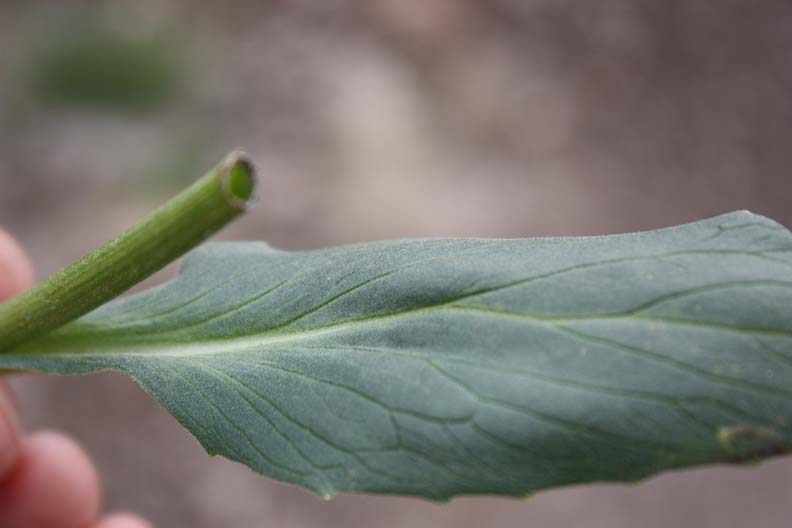 Изображение особи Doronicum oblongifolium.