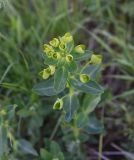 genus Euphorbia. Верхушка цветущего растения. Турция, ил Ардахан, левый борт долины р. Рабат, подножие крепости Шайтан Калеси, выс. 1980 м н.у.м., луг. 18 мая 2025 г.