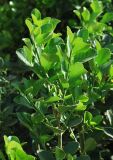 Euonymus japonicus