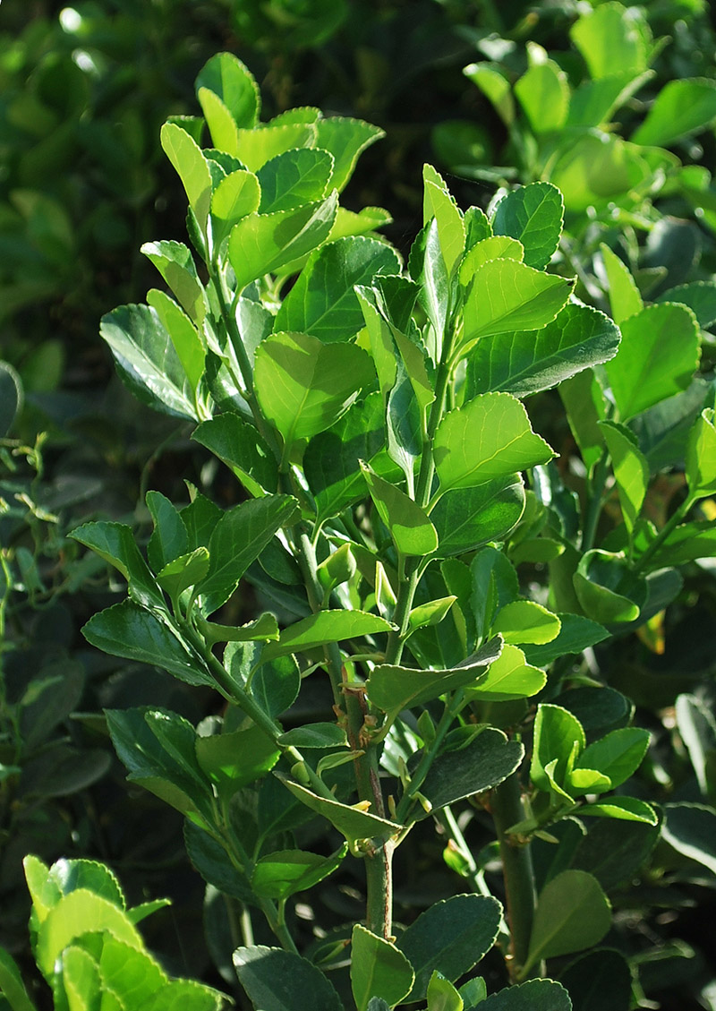 Image of Euonymus japonicus specimen.