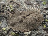 genus Sporastatia