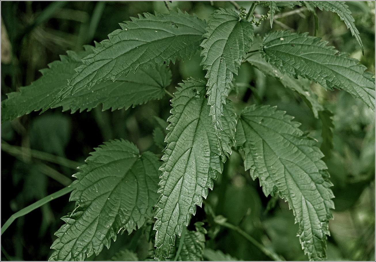 Image of Urtica dioica specimen.