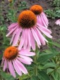 Echinacea purpurea. Соцветия. Республика Молдова, г. Кишинёв, Ботанический сад МГУ, коллекция лекарственных растений, в культуре. 17.07.2025.