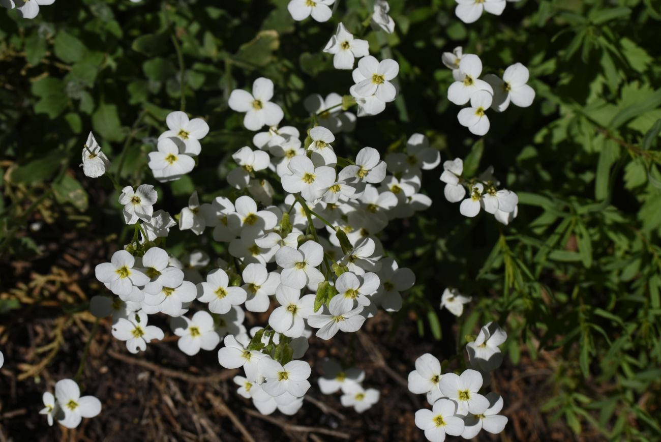 Image of Arabis caucasica specimen.
