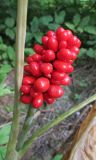 Arisaema triphyllum. Соплодие. Московская обл., Щёлковский р-н, в культуре. 07.09.2025.