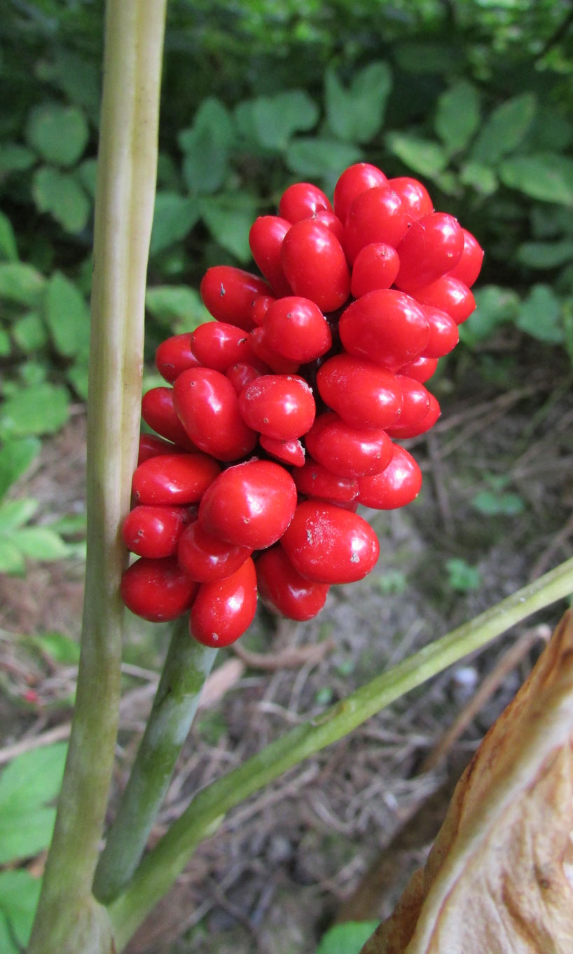 Изображение особи Arisaema triphyllum.