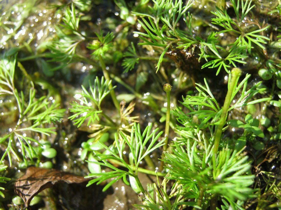 Изображение особи Ranunculus circinatus.