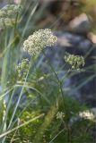 Cenolophium fischeri