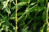 Lactuca serriola. Средняя часть растения с пазушным генеративным побегом, паутиной и притаившимся пауком. Псковская обл., Псковский р-н, окр. погоста Выбуты, обочина дороги вдоль берега р. Великая, рудеральная растительность с Artemisia vulgaris и Helianthus tuberosus по краю луга на известняке. 02.08.2025.