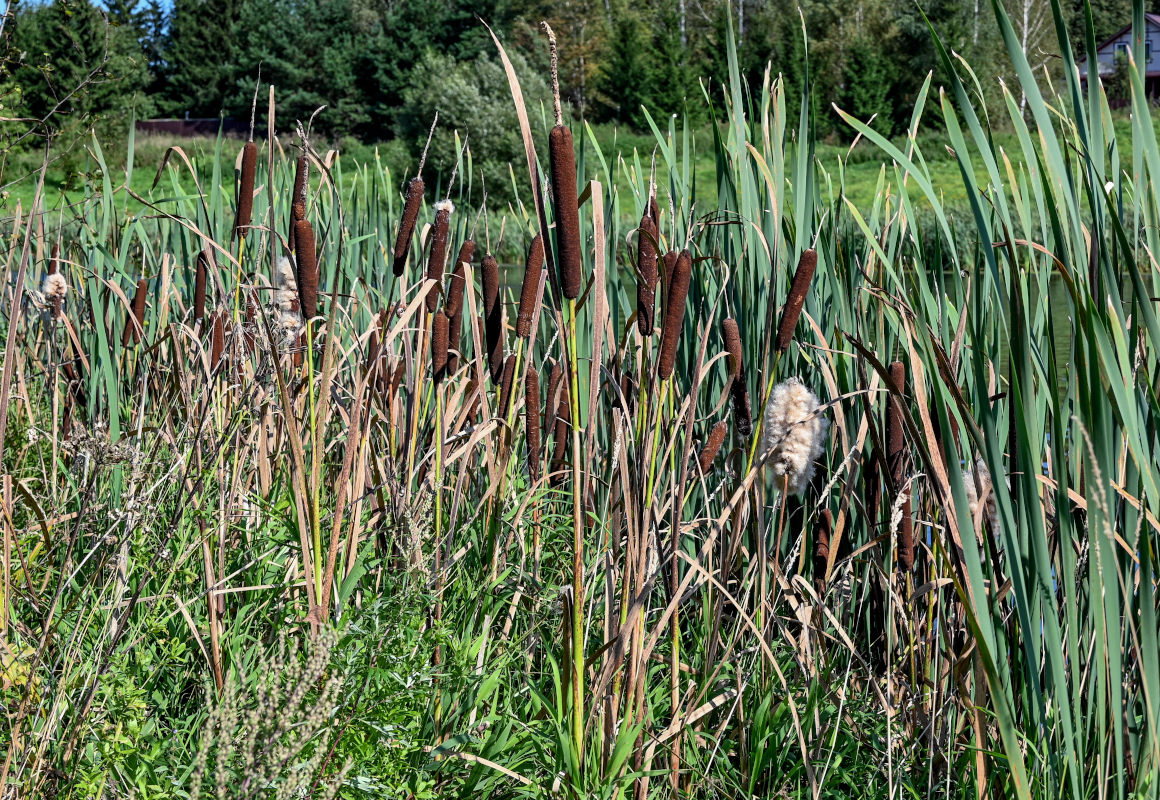 Image of Typha latifolia specimen.