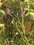 Centaurea scabiosa