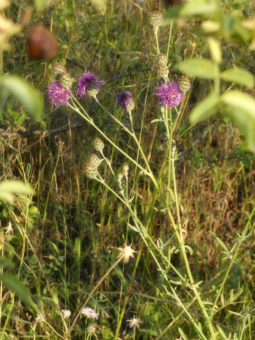 Изображение особи Centaurea scabiosa.