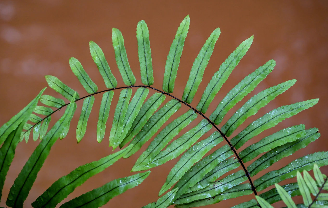 Image of Telmatoblechnum indicum specimen.