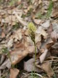 Carex nanella