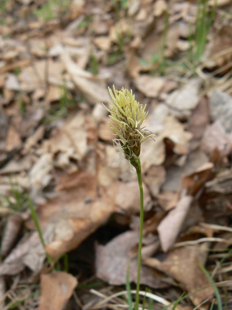 Изображение особи Carex nanella.