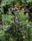 Juniperus chinensis. Верхушка ветви с незрелыми шишкоягодами. Португалия, округ Сантарен, р-н Фатима, в культуре. 07.08.2025.