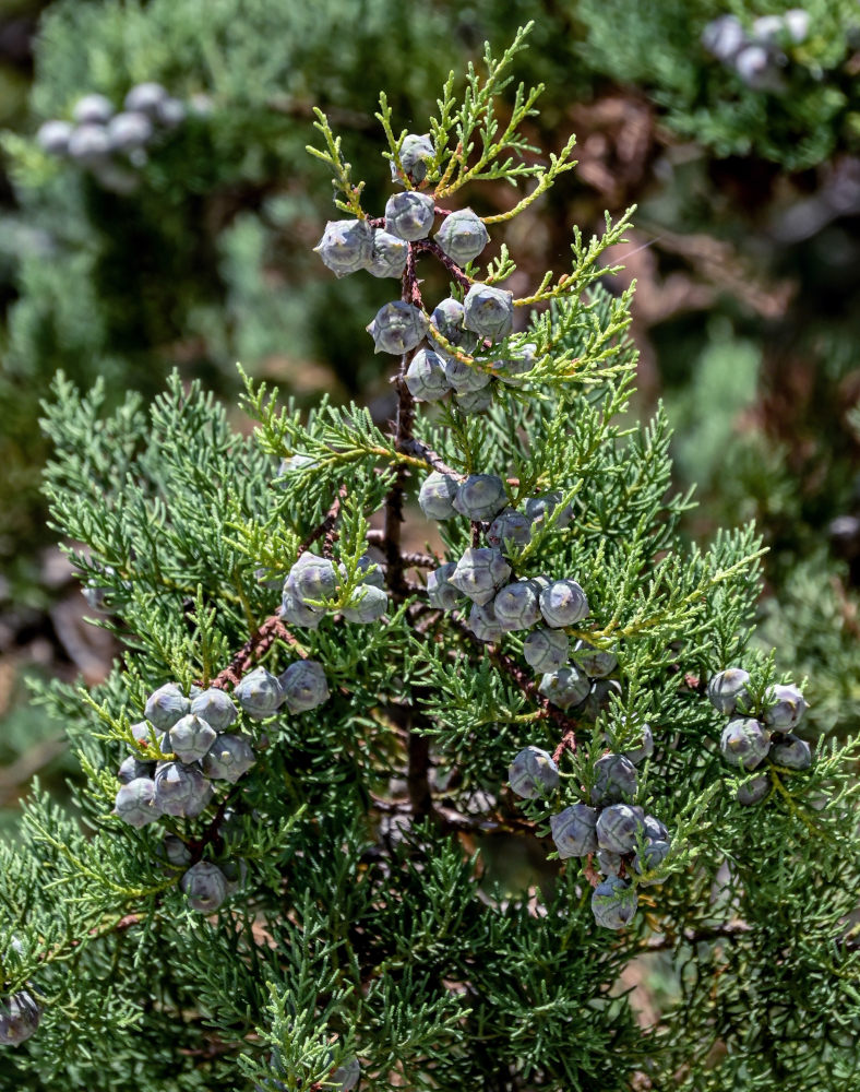 Image of Juniperus chinensis specimen.