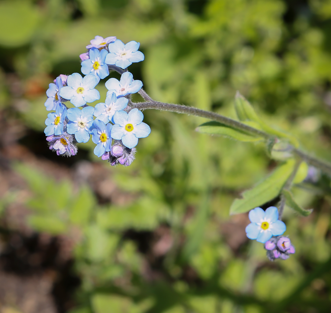 Image of Myosotis alpestris specimen.
