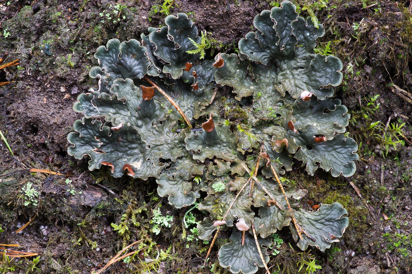 Изображение особи род Peltigera.