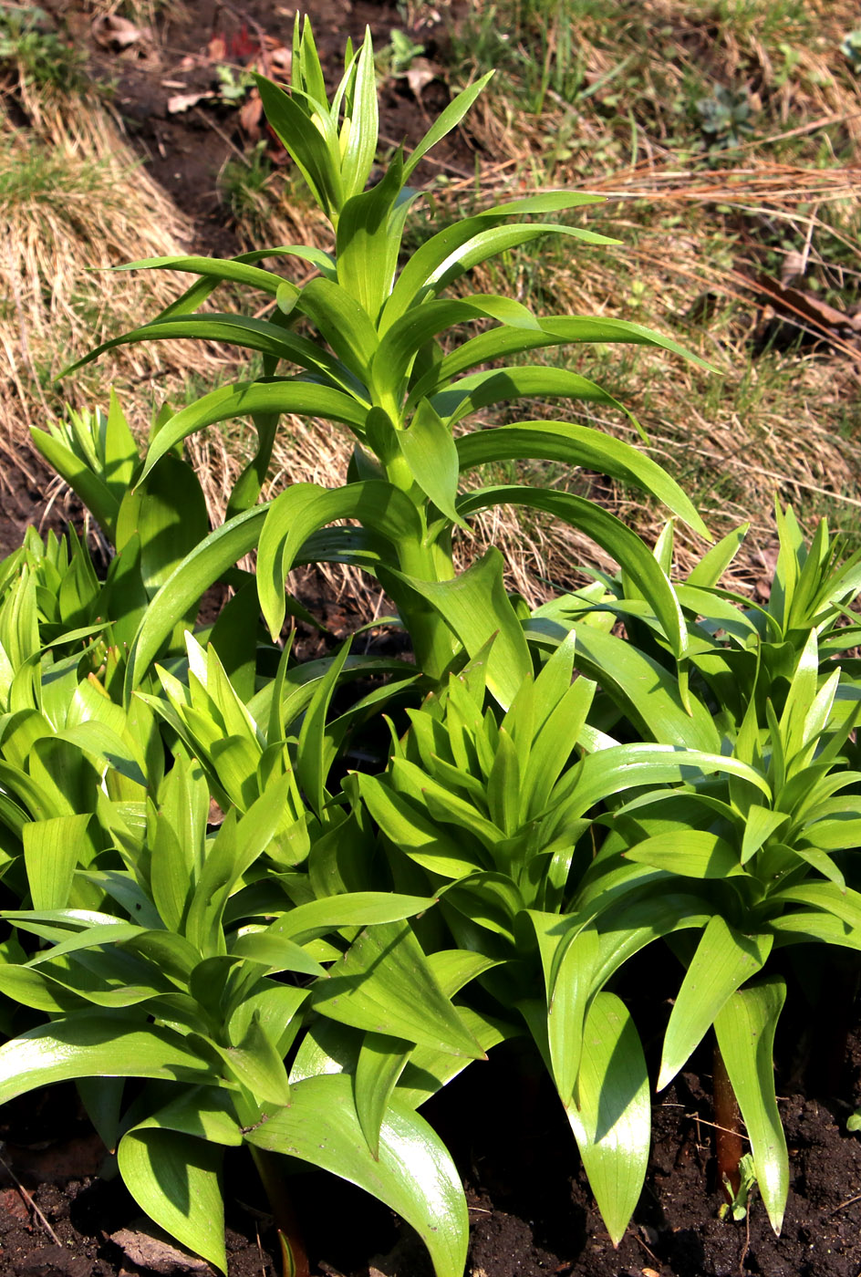 Image of Fritillaria imperialis specimen.