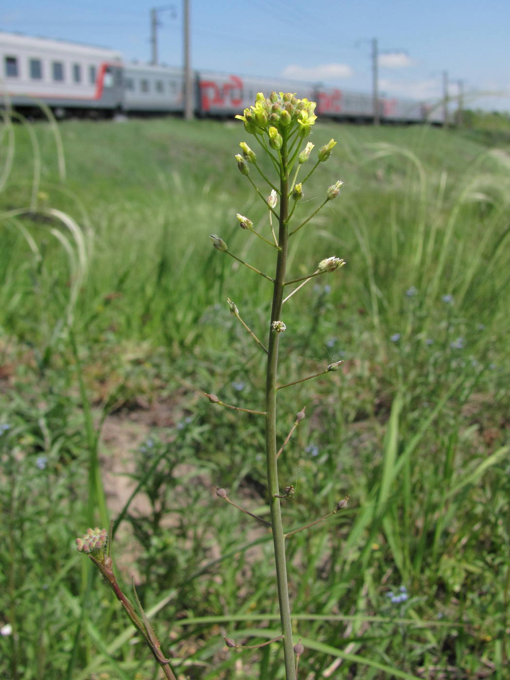 Image of Camelina microcarpa specimen.