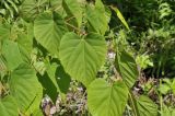 Tilia amurensis. Листья. Приморский край, Шкотовский р-н, окр. с. Новонежино, опушка широколиственного леса. 08.06.2025.