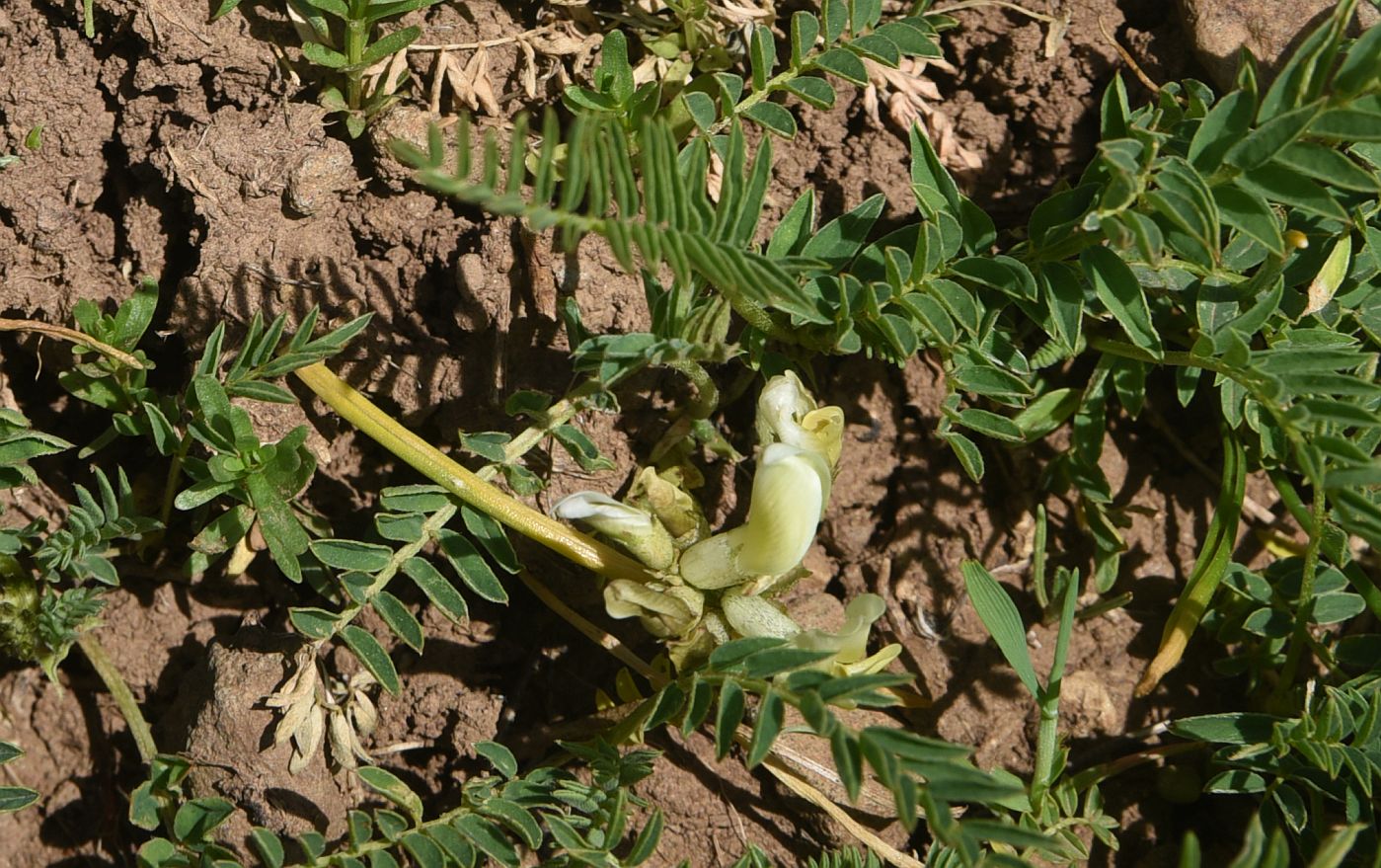 Image of familia Fabaceae specimen.