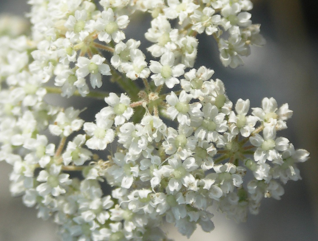 Изображение особи Pimpinella tragium.