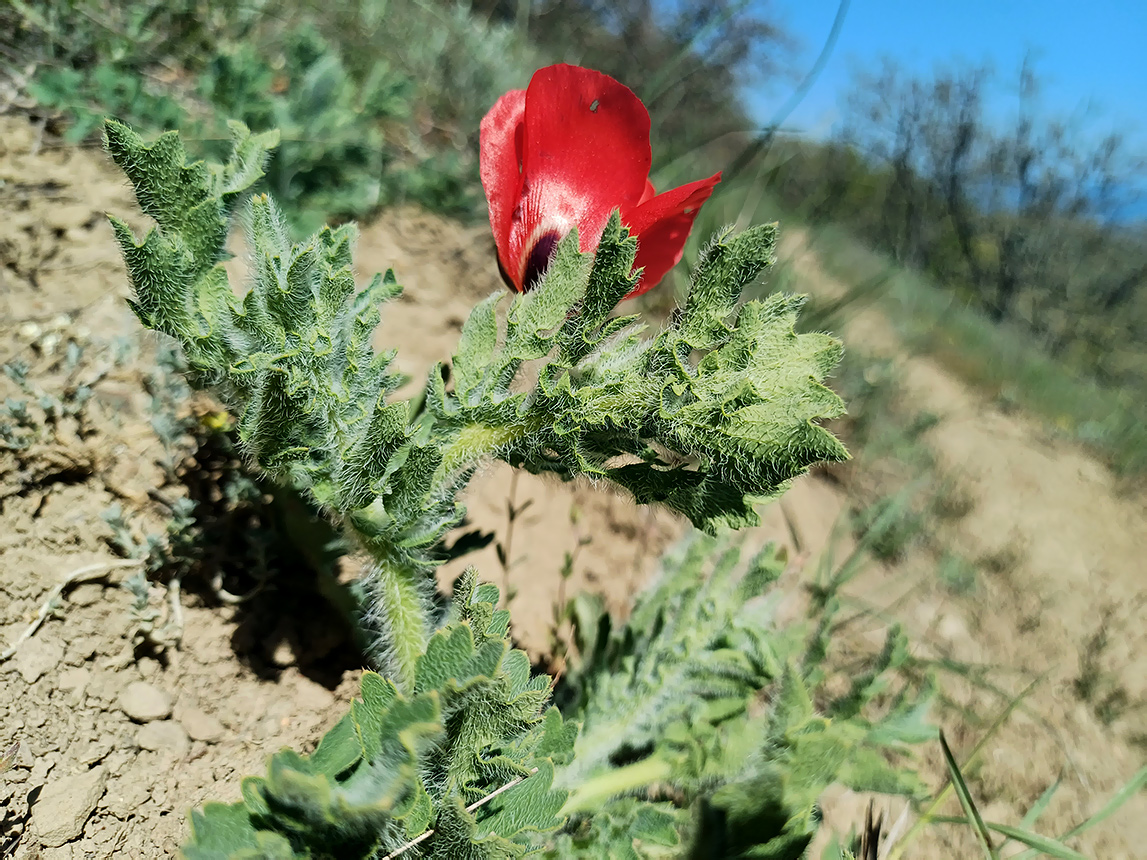 Изображение особи Glaucium corniculatum.