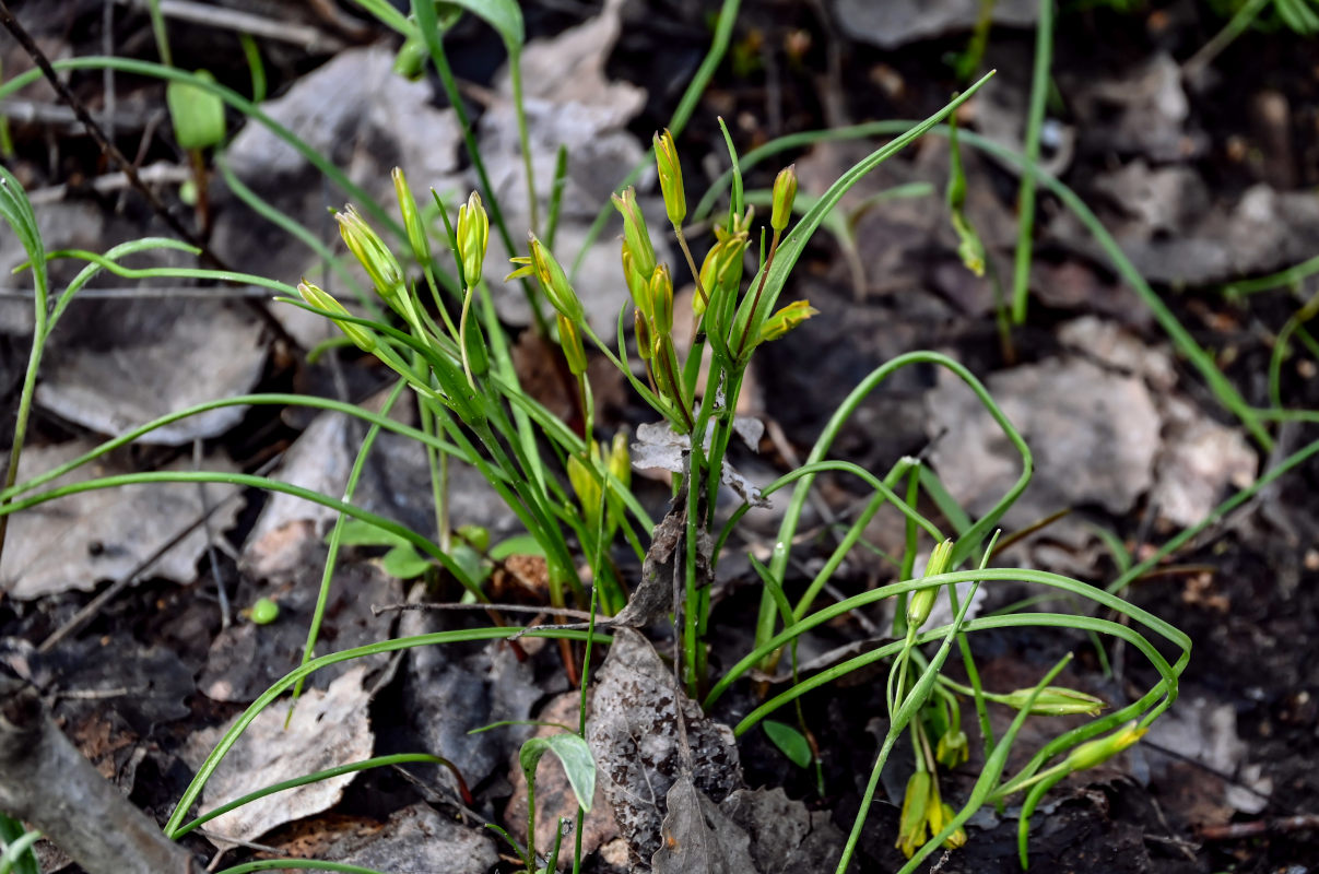 Image of genus Gagea specimen.