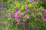 Weigela praecox. Цветущее растение. Приморский край, п-ов Гамова, луговой холм. 17.05.2026.