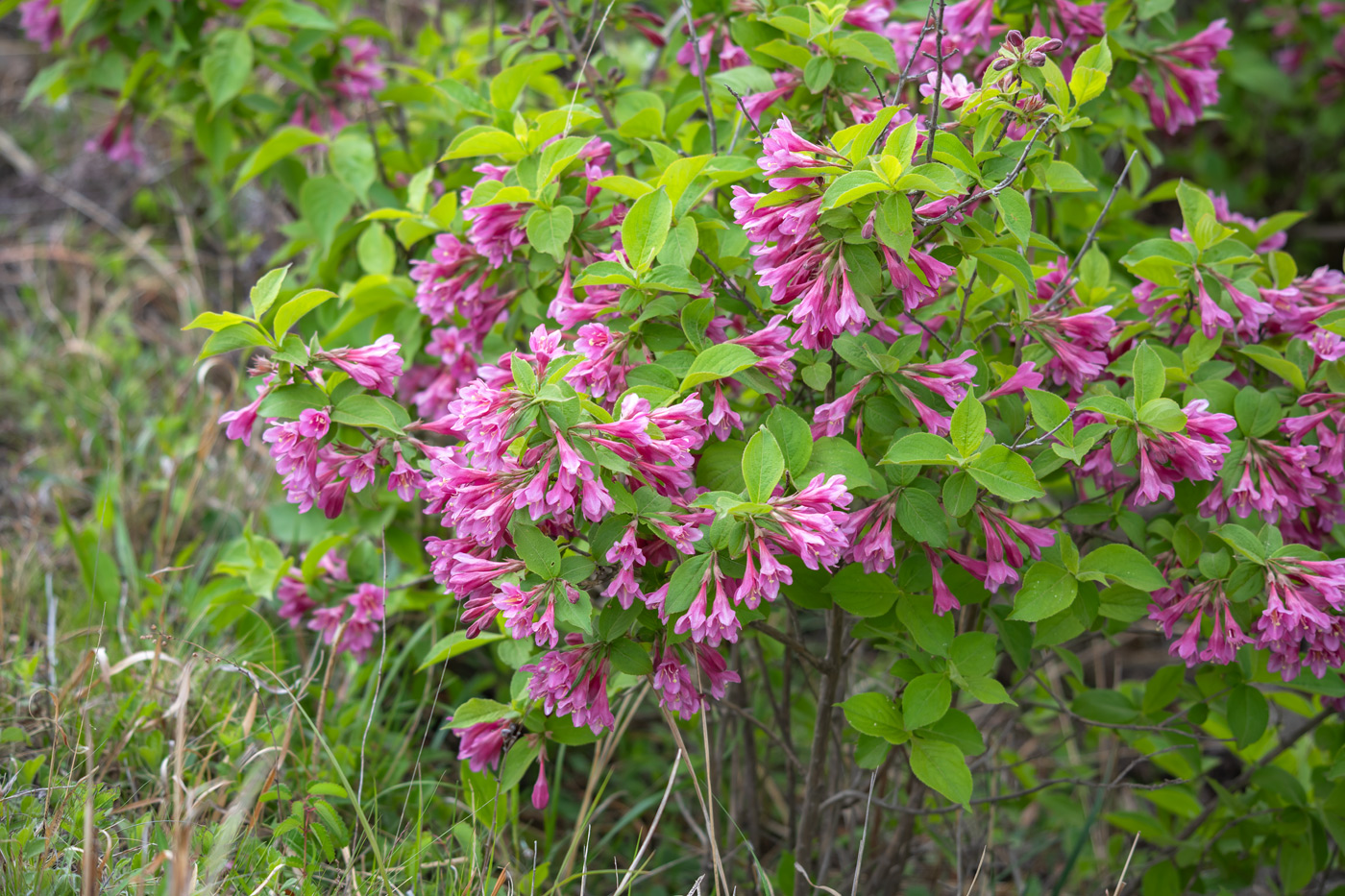 Image of Weigela praecox specimen.