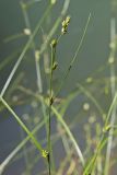 Carex remota
