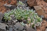 Смотреть изображение род Helichrysum