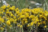 genus Chamaecytisus. Цветки. Крым, г. Симферополь, окр. мкр-на Пневматика, куэста, скала. 21.05.2026.