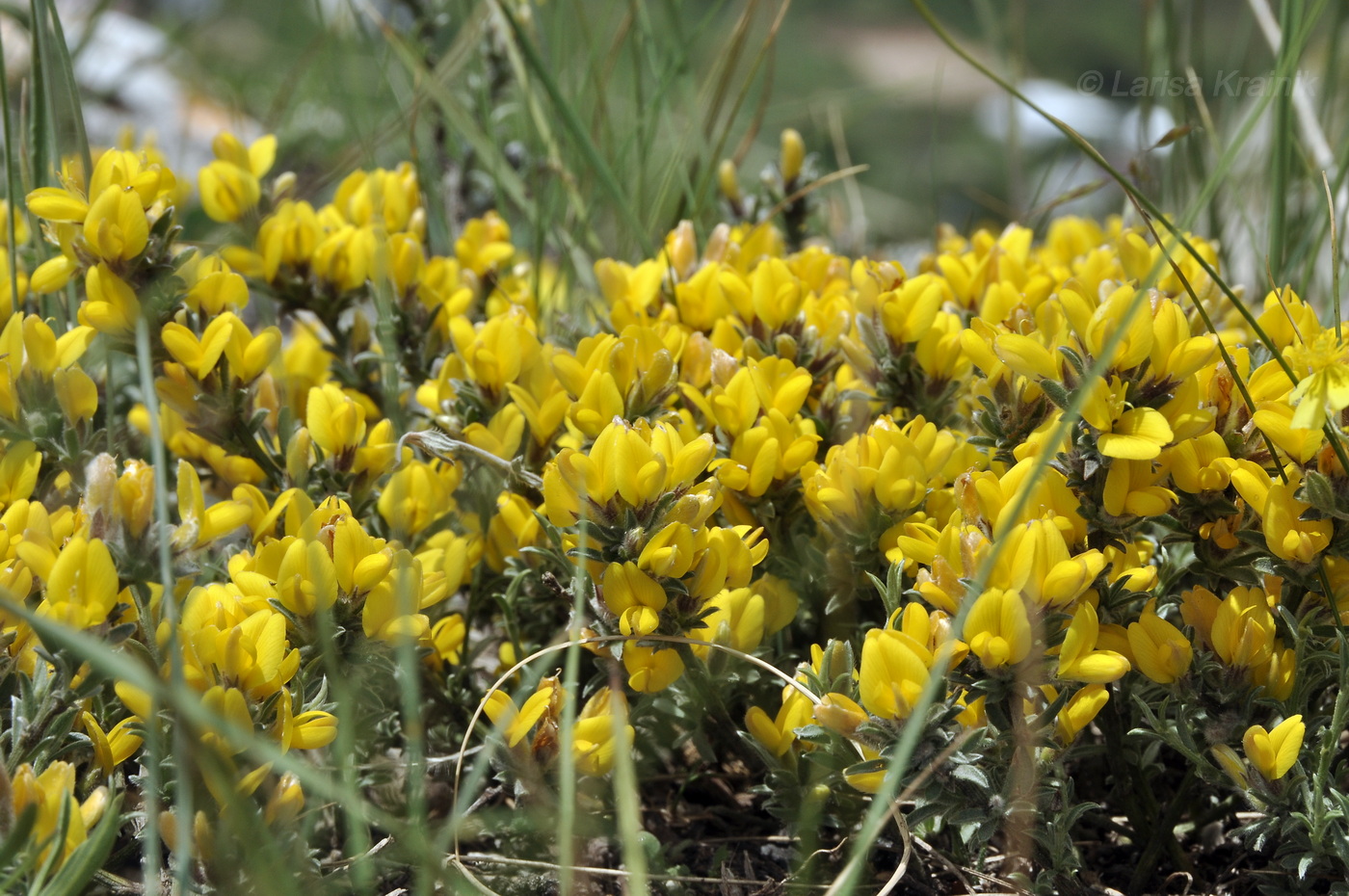 Image of Genista albida specimen.